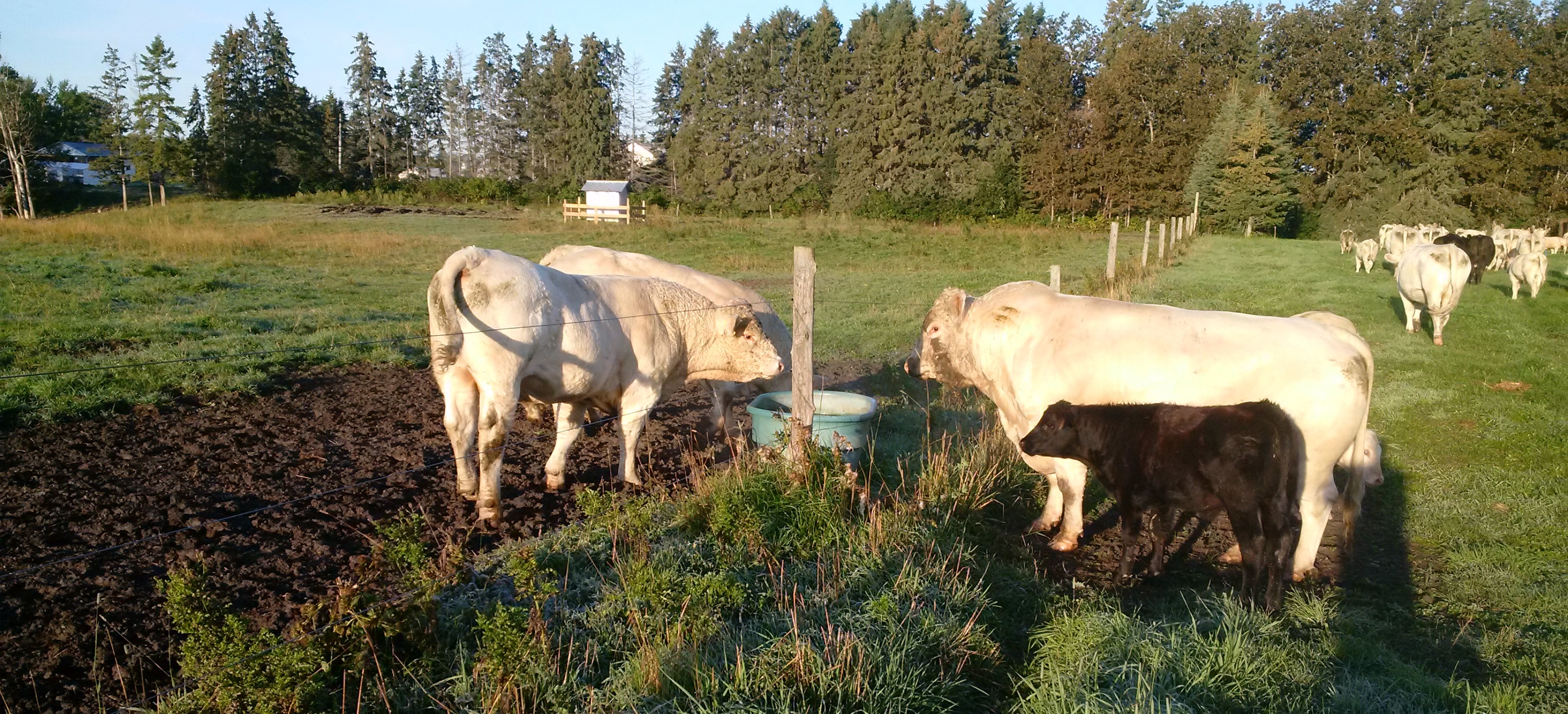 Good Fencing Systems Make Livestock Farming Easier